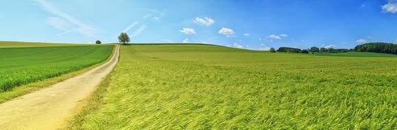 scenic green field