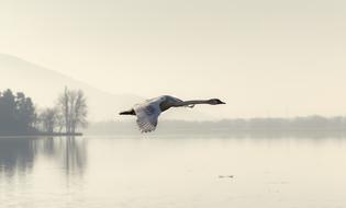 magnificent Swan Fly, greece, kastoria