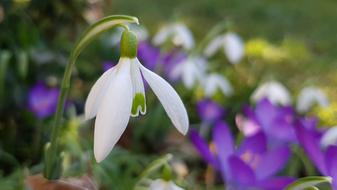 enchanting Snowdrop Blossom