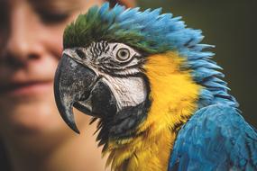 man with macaw parrot