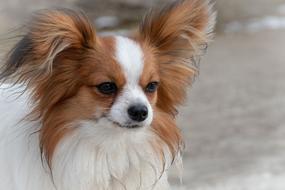 Beautiful and cute, brown and white Dwarf Spaniel dog