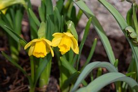 two spring yellow daffodils in the flowerbed