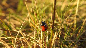 closeup photo of red Ladybug in Nature
