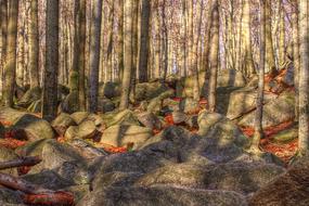 splendid Forest Trees