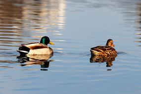 swimming ducks on the lake