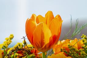 orange and red tulip Flower close up