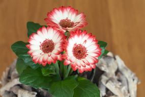 amazing Gerbera Flowers