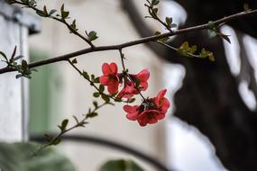 delightful Tree Bloom