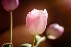 Close-up of the beautiful, pink, purple and white tulip flowers in light