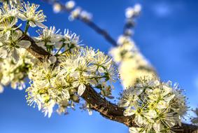 Blossom incredible