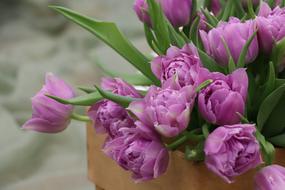 box with purple tulips