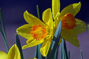 Orange And Yellow Daffodils in Garden