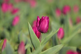 Violet Tulip Bloom close-up on blurred background
