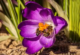 two bees on a purple crocus