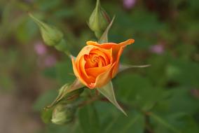 half open Flower of orange rose, top view