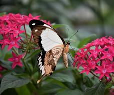 enchanting Butterfly Tropical red flower