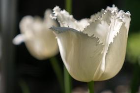 attractive Tulip White Spring