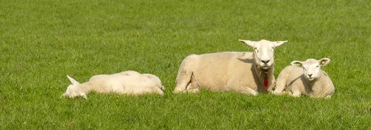 resting young farm sheep