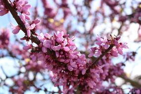 amazing Flowers Color Sky