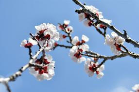 White Blossoms of apricot tree at blue sky