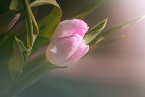 wallpaper with delicate pink tulips