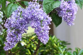Lilac Spring Bloom close-up on blurred background