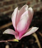 Close-up of the beautiful, blossoming, white, pink and purple flower of magnolia tree on the branch