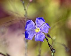 flowering blue flax