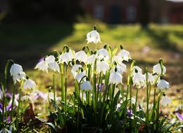 Snowflake Flowers at Spring