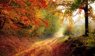 incredible Road Forest Season