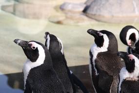 flock of black and white penguins at the zoo