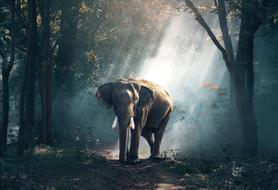 elephant in the dense forest