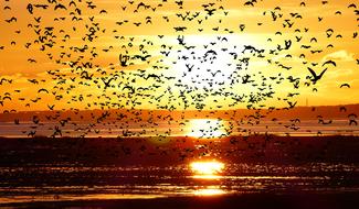 lot of birds over Ocean, Low Tide