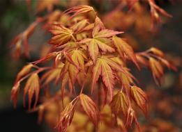 red leave of maple tree