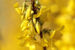 yellow Forsythia Chinese Flowers