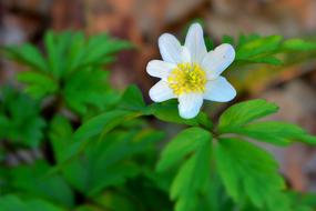 tiny white wood anemone flower