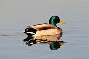 Beautiful colorful duck swimming in the water