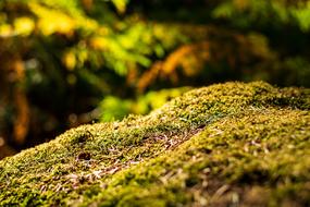 Thicket Landscape