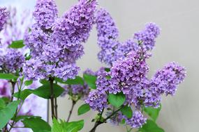 amazing Lilac Spring Flowers