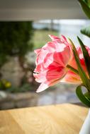 pink fluffy tulips in vase indoor