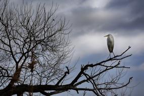 Bird Natural Animal on tree