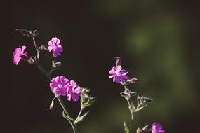 campion, purple wildflower