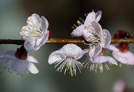 splendid Flowers White Casey
