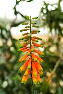 Flower Plant Exotic close-up in blurred background