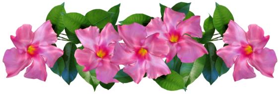 Flowers Pink Tropical on white background