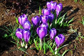 incredible Crocus Flowers Purple