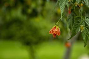 orange flowers in nature on a blurred background