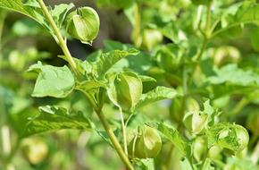 green physalis in the garden