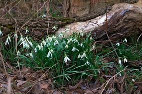 Spring Snowdrop flowers in Forest