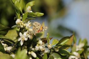 excellent Butterfly Insect